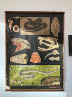 Affiche pedagogique JUNG KOCH QUENTELL, Antiek en Kunst, Antiek | Schoolplaten, Ophalen