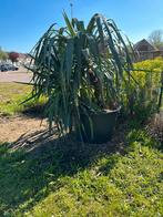 Yucca, Jardin & Terrasse, Plantes | Jardin, Plein soleil, Printemps, Enlèvement, Plante fixe