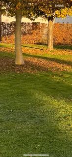 3 bomen gratis brandhout, Tuin en Terras, Brandhout, Ophalen