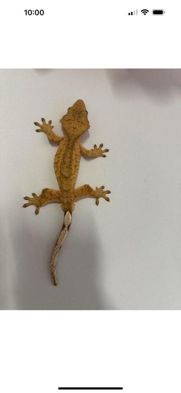 Wimpergekko man volwassen 2 jaar gekko disponible aux enchères