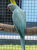 0-1 blauw opaline / witkopwitstaart 2025, Dieren en Toebehoren, Vogels | Parkieten en Papegaaien