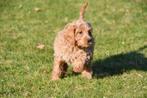 Chiots Cockapoo à vendre, 15 semaines à 1 an, Étranger, Parvovirose, Autres races