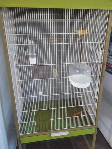 Gratis vermist, Dieren en Toebehoren, Vermiste en Gevonden Dieren, Vogel
