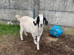 Een zeer stevige hoornloze anglo nubische bok, Dieren en Toebehoren, Schapen, Geiten en Varkens, Mannelijk, Geit, 0 tot 2 jaar