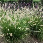 lot 9 jeunes plantes Pennisetum - herbes aux écouvillons, Tuin en Terras, Planten | Tuinplanten, Ophalen, Vaste plant, Siergrassen