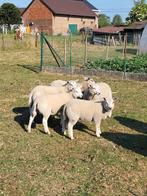 Jonge rammen bokken, Dieren en Toebehoren, Schapen, Geiten en Varkens, Mannelijk, Schaap, 0 tot 2 jaar
