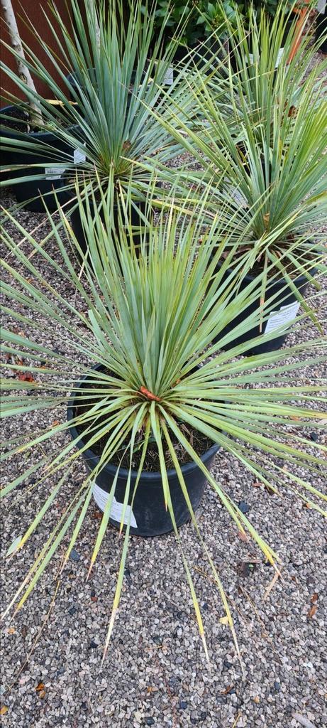 Yucca Rostrata - Palmlelie, Tuin en Terras, Planten | Tuinplanten, Ophalen
