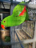 Edelpapegaai, Dieren en Toebehoren, Mannelijk, Papegaai, Geringd