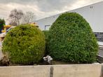 Buxus bollen, Jardin & Terrasse, Plantes | Arbustes & Haies, Enlèvement, Buis