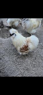 Zijdehoen haan, Mâle, Poule ou poulet