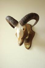 Taxidermie Moeflon gewei / schedel, Verzamelen, Dierenverzamelingen, Ophalen of Verzenden, Gebruikt, Overige soorten, Schedel
