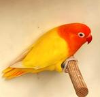 Fischerie opaline lutino roodoog POP ( 2024), Dieren en Toebehoren, Vogels | Parkieten en Papegaaien, Vrouwelijk, Dwergpapegaai of Agapornis