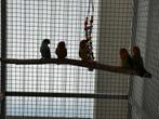 dwergpapegaai 9 stuks, Dieren en Toebehoren, Vogels | Parkieten en Papegaaien