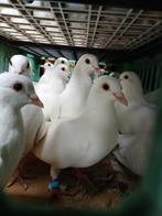 Witte trouwduiven, Dieren en Toebehoren