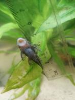 Ruitenkuisers te koop, Dieren en Toebehoren