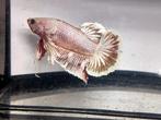Dumbo ear betta man high quality S+++