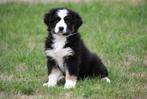 Australische Herder pups te koop (black tricolor), Dieren en Toebehoren, Honden | Herdershonden en Veedrijvers, België, CDV (hondenziekte)