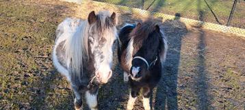 2 AMHA NMPRS HENGSTJES ZOEKEN NIEUWE THUIS, Dieren en Toebehoren, Pony's, Met stamboom
