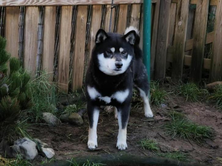 Shiba Inu dekreu met stamboom, Animaux & Accessoires, Chiens | Chiens mâles pour saillie & Étalons, Chien (mâle), Éleveur | Loisir