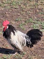 lakenvelder haan, Dieren en Toebehoren, Mannelijk, Kip
