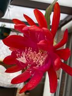 Epiphyllum rode bloem. Zeer mooi wie weet de naam hiervanAUB, Enlèvement ou Envoi