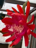 Epiphyllum rode bloem. Zeer mooi wie weet de naam hiervanAUB, Ophalen of Verzenden