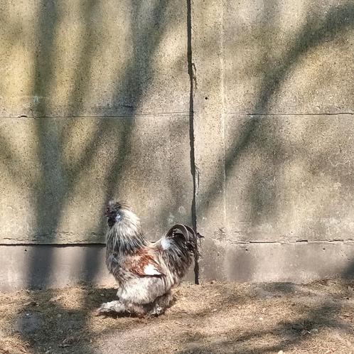 Zijdehoen haantje zoekt nieuwe goede thuis!!, Dieren en Toebehoren, Pluimvee