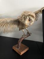 Opgezette uil, Verzamelen, Ophalen