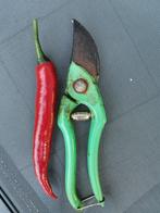 cayenne peper - 5 zaden, Tuin en Terras, Verzenden, Voorjaar, Volle zon, Zaad
