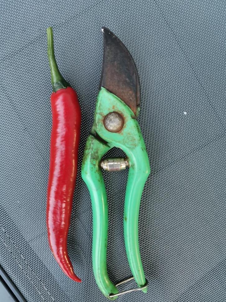 cayenne peper - 5 zaden, Tuin en Terras, Bloembollen en Zaden, Zaad, Voorjaar, Volle zon, Verzenden