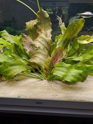 Scheuten van aquarium plant beschikbaar voor biedingen