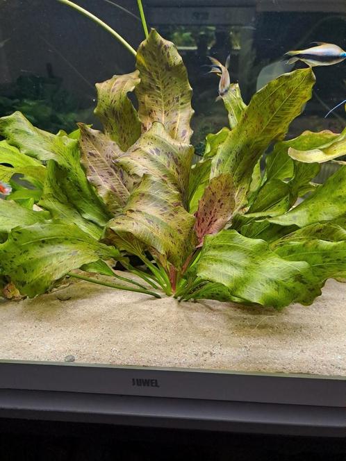 Scheuten van aquarium plant, Dieren en Toebehoren, Vissen | Aquaria en Toebehoren, Ophalen