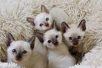 Traditionele (Thai) siamese kittens met stamboom, Dieren en Toebehoren, Katten en Kittens | Raskatten | Korthaar, Meerdere dieren