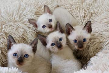 Traditionele (Thai) siamese kittens met stamboom beschikbaar voor biedingen