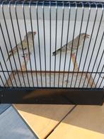 Agaat groenvink poppen, Dieren en Toebehoren, Vrouwelijk, Wildzangvogel, Geringd