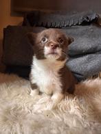 Borgis te koop, Dieren en Toebehoren, Parvo, België, Particulier, Overige rassen