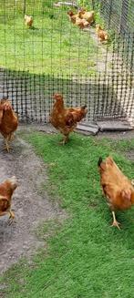 new hampshire hanen, Dieren en Toebehoren, Mannelijk, Kip