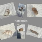 Baby konijntjes, Dieren en Toebehoren, Konijnen
