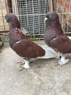 Şerabi mardın kopel 50 e, Dieren en Toebehoren, Vogels | Duiven, Overige soorten