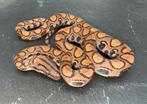 0.3 Boa arc en ciel rouge 2025, Slang, Met terrarium, 0 tot 2 jaar