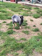 Blauwschimmel bokje TE KOOP/TE HUUR, Dieren en Toebehoren, Schapen, Geiten en Varkens