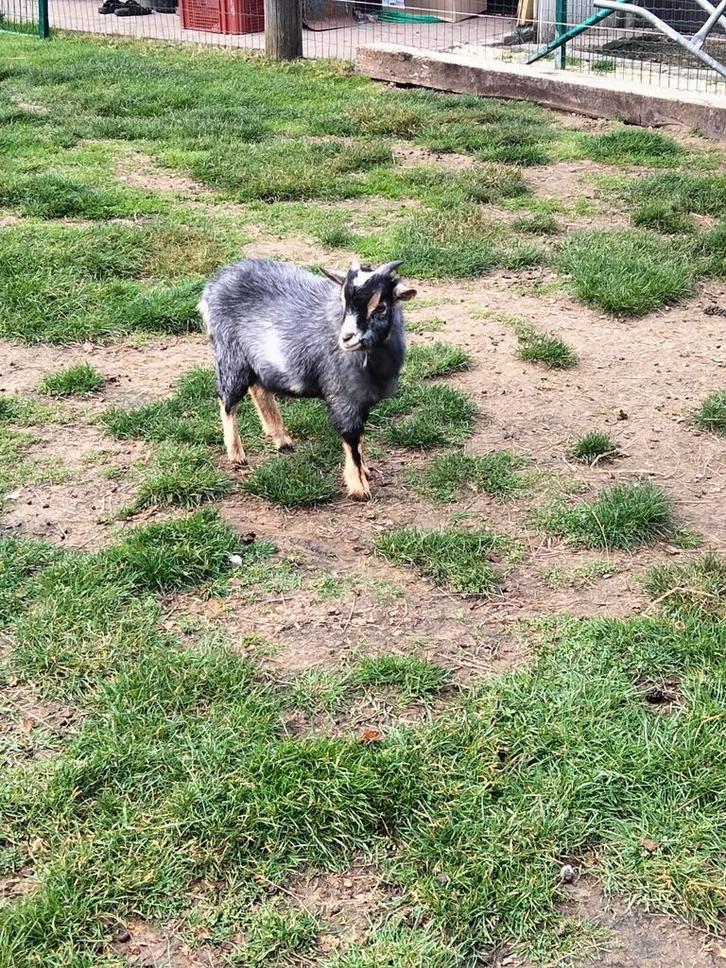 Blauwschimmel bokje TE KOOP/TE HUUR, Dieren en Toebehoren, Schapen, Geiten en Varkens
