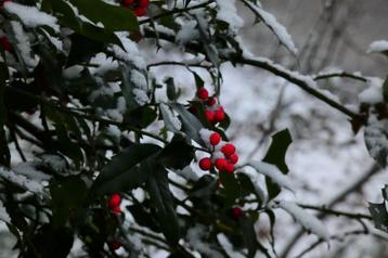 Originele fotokaarten "Kerst Besjes" beschikbaar voor biedingen