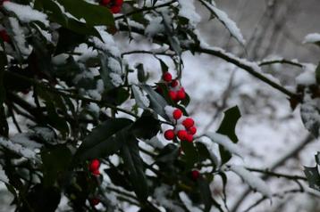 Originele fotokaarten "Kerst Besjes"