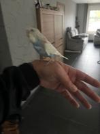 Jonge tamme grasparkiet, Parkiet, Tam