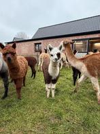 Alpaca’s te koop DRINGEND spotprijs., Dieren en Toebehoren, Overige Dieren, Januari, Meerdere dieren