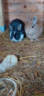 Mooie konijntjes, Dieren en Toebehoren, Konijnen