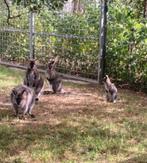 Wallaby (jongen 2025), Dieren en Toebehoren, Februari, Meerdere dieren, Overige typen