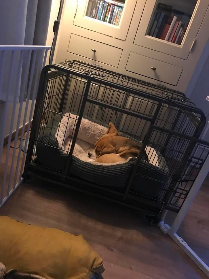Robuuste hondenbech, Dieren en Toebehoren, Hondenbenches, Gebruikt, Ophalen
