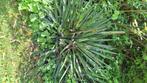 Yucca planten (4 stuks), Tuin en Terras, Planten | Tuinplanten, Ophalen